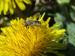 Anasimyia bilinearis