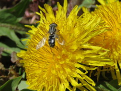 Anasimyia bilinearis