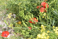 Raphanus raphanistrum landra