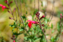 Salvia greggii
