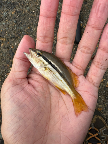 Spotstripe snapper (Lutjanus ophuysenii) — Lutjanidae — 3