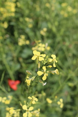 Raphanus raphanistrum landra