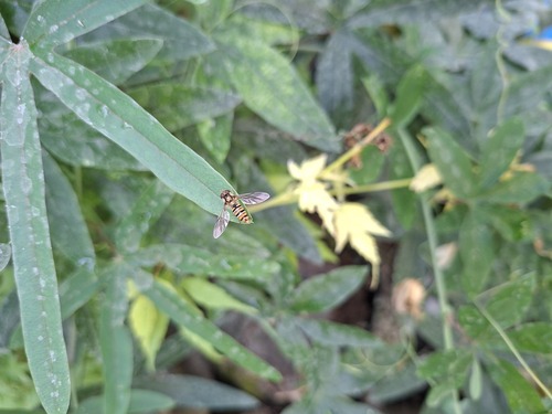 Marmalade Hover Fly