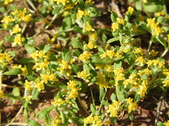 Eriophyllum multicaule