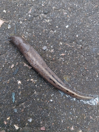 Ash-black Slug