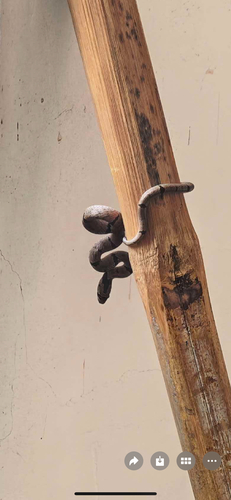 Chinese Kukri Snake