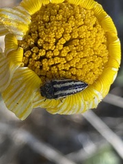 Acmaeodera latiflava lineipicta