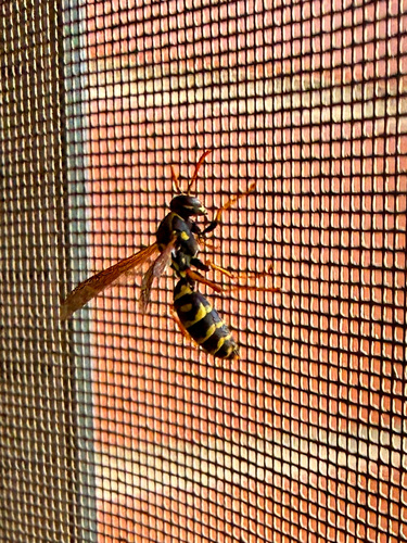 Asian Paper Wasp