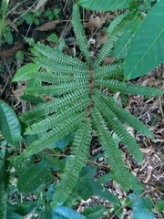 Adiantum pulverulentum