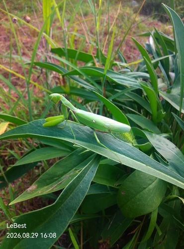 Giant Asian Mantis