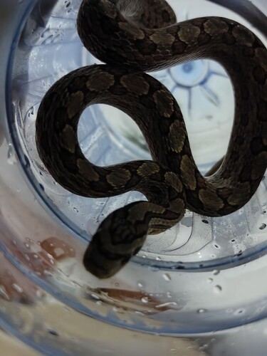 Twin-spotted Ratsnake