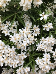 Choisya ×dewitteana