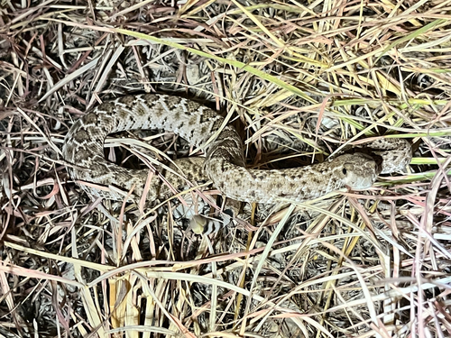 Western Diamond-backed Rattlesnake
