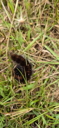 Fox Moth