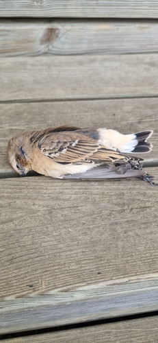 Northern Wheatear