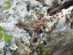 Anolis jubar oriens