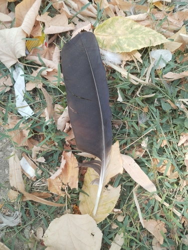 Plume de Corneille mantelée