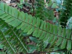 Adiantum pulverulentum