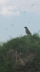 Oriturus superciliosus