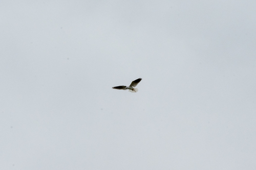 Black-shouldered Kite