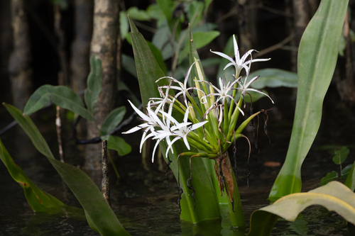 mangrove lily