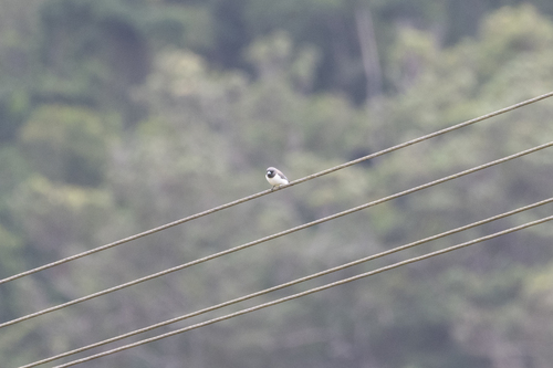 White-breasted Woodswallow