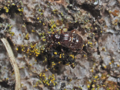 Brachygluta fossulata