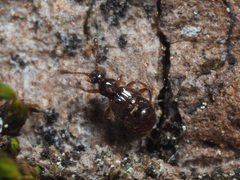 Brachygluta fossulata