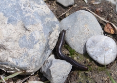 Ommatoiulus sabulosus aimatopodus