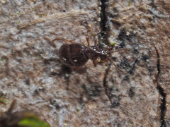 Brachygluta fossulata