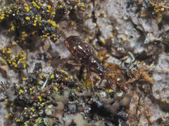 Brachygluta fossulata