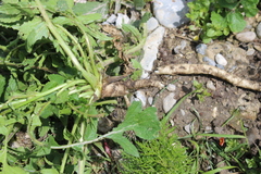 Raphanus raphanistrum landra