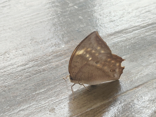 Common Duffer