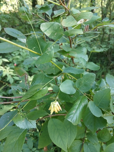 Vicia pisiformis, photograph 2