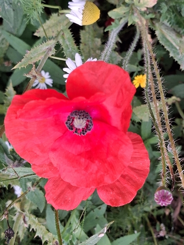 common poppy
