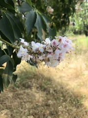 Aesculus californica