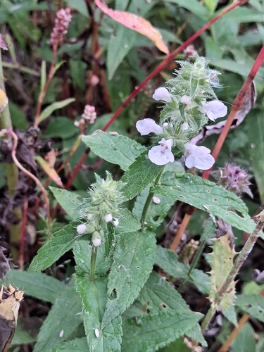Marsh Woundwort