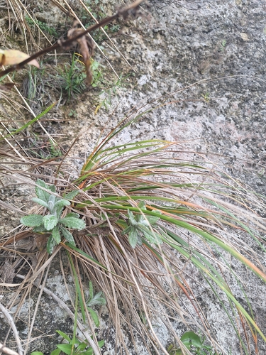 Chionochloa flavicans, photograph 1