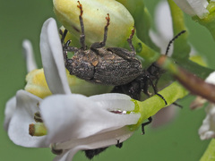 Ceutorhynchus picitarsis