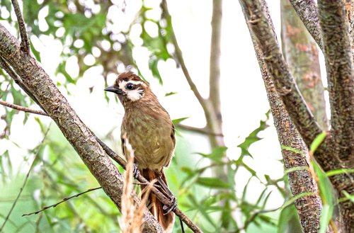 White-browed Laughingthrush