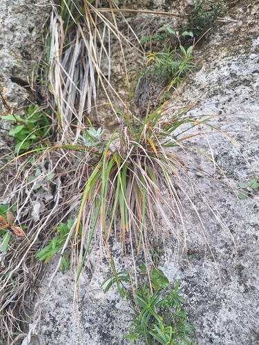 Chionochloa flavicans, photograph 3