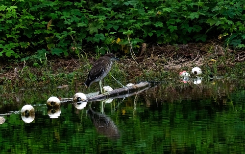 Black-crowned Night Heron