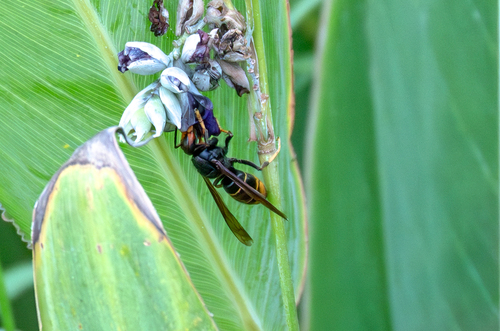 Yellow-legged Hornet