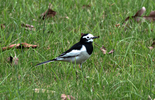 White Wagtail