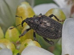 Ceutorhynchus picitarsis