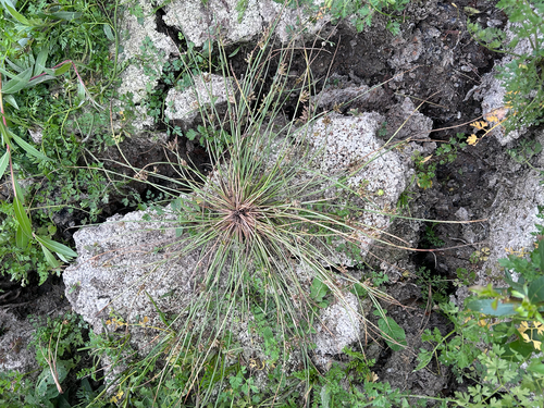 Schoenoplectiella supina, 2026-08-26