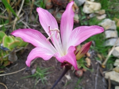 Amaryllis