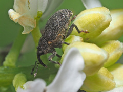 Ceutorhynchus picitarsis