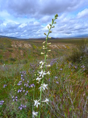 Delphinium gypsophilum