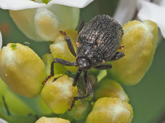 Ceutorhynchus picitarsis